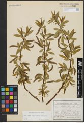 Foto von Salix alba subsp. vitellina (L.) Arcang. x Salix fragilis L.